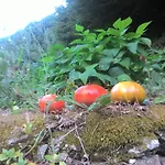 A Pastaiola Cetara