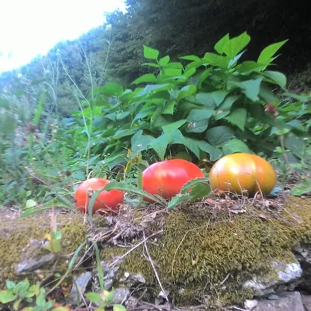 A Pastaiola Cetara