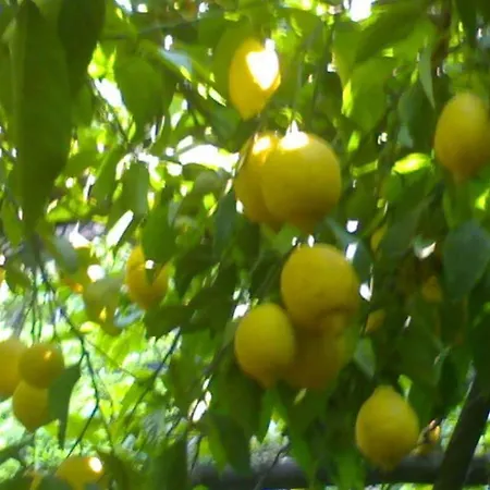 A Pastaiola לינה וארוחת בוקר צ'טארה