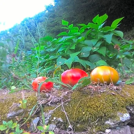 A Pastaiola